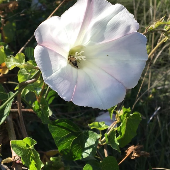 Meet your Posher, Cc - Picture 1 of 1